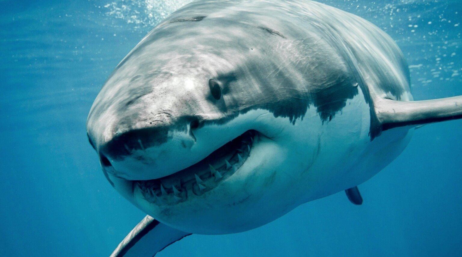 Сколько дней нужно акуле, чтобы переплыть целый океан