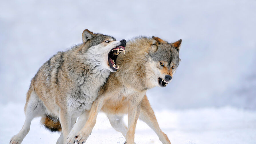 Исследование: паразиты, контролирующие разум волков, заставляют становиться их вожаками
