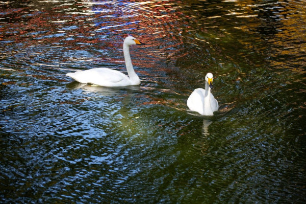 Лебеди вернулись в свой летний домик в Центральном парке Ставрополя
